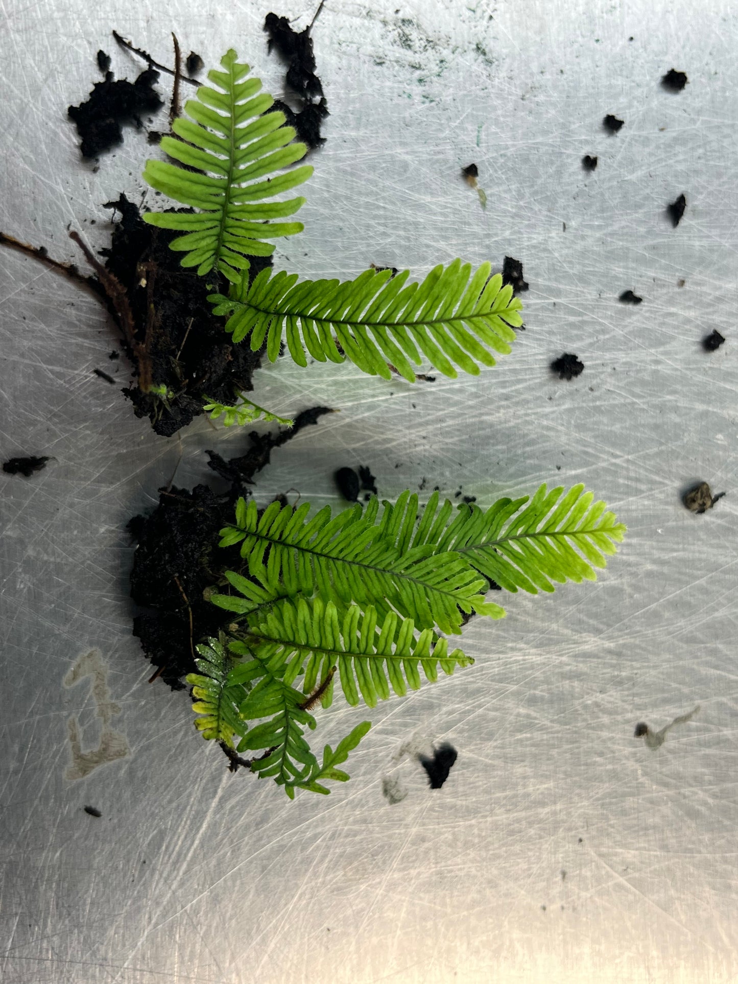 Pecluma aff. filicula