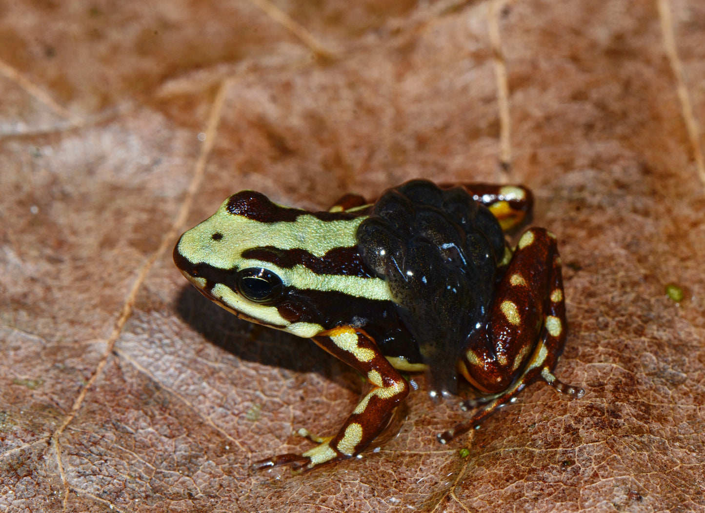 Epipedobates tricolor