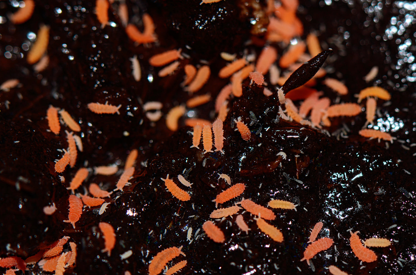 Orange Springtail Culture