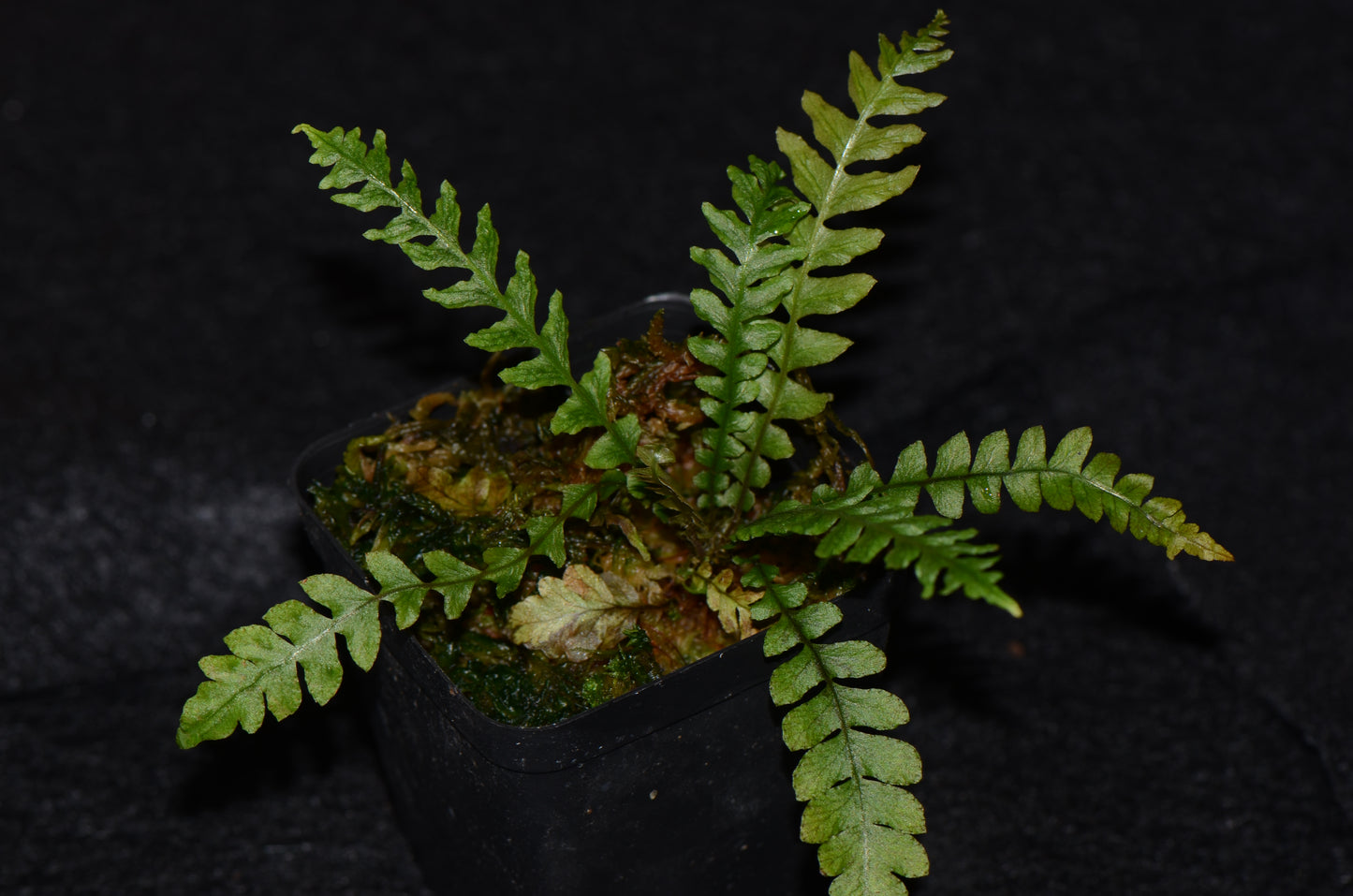 Asplenium sp. "Tarapoto"