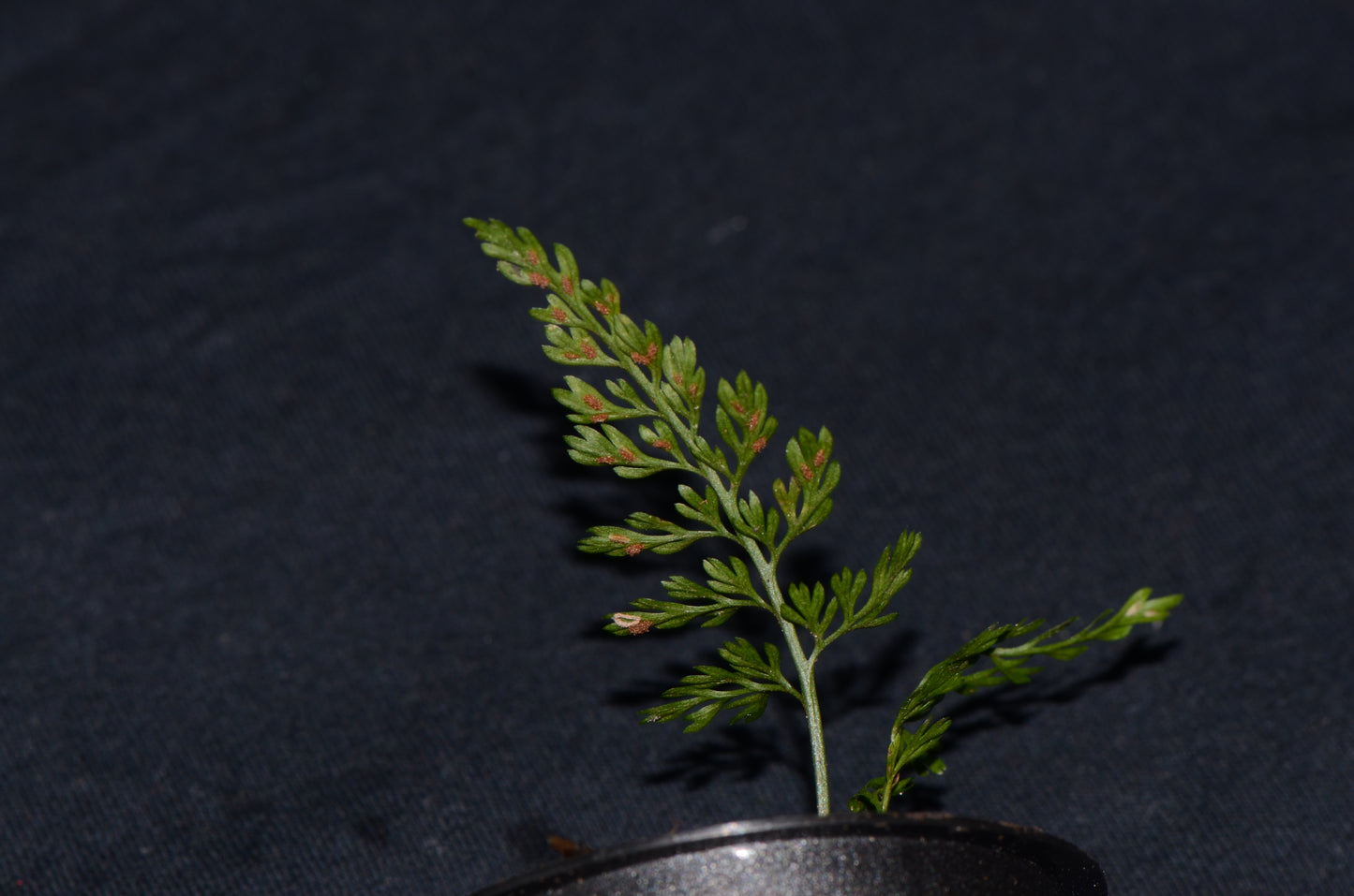 Asplenium sp. "Chazuta"