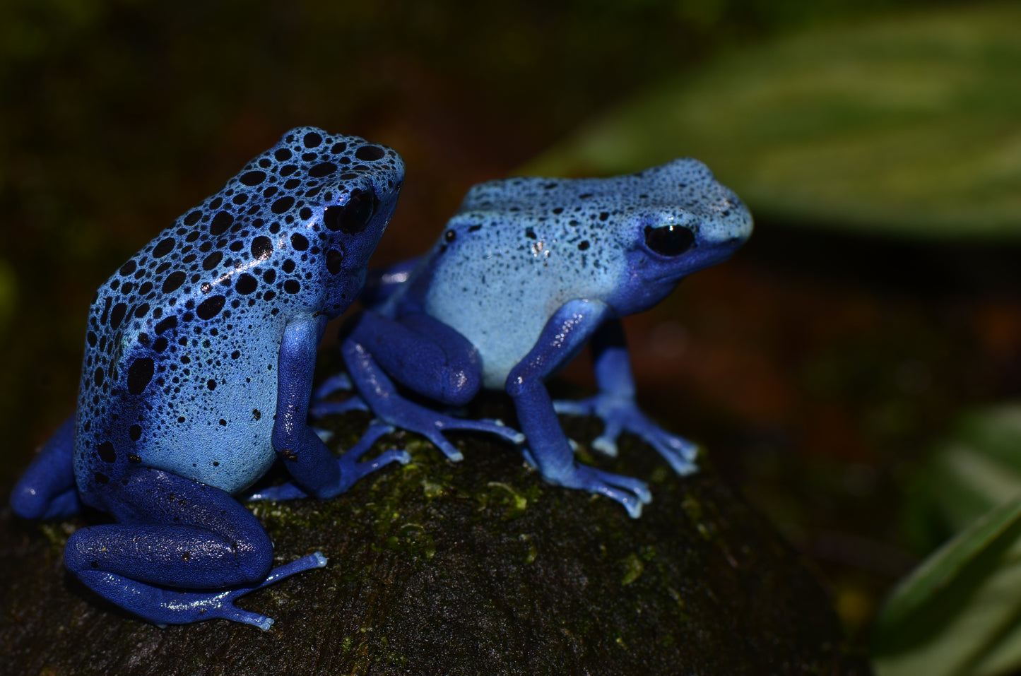 Dendrobates tinctorius "Azureus"