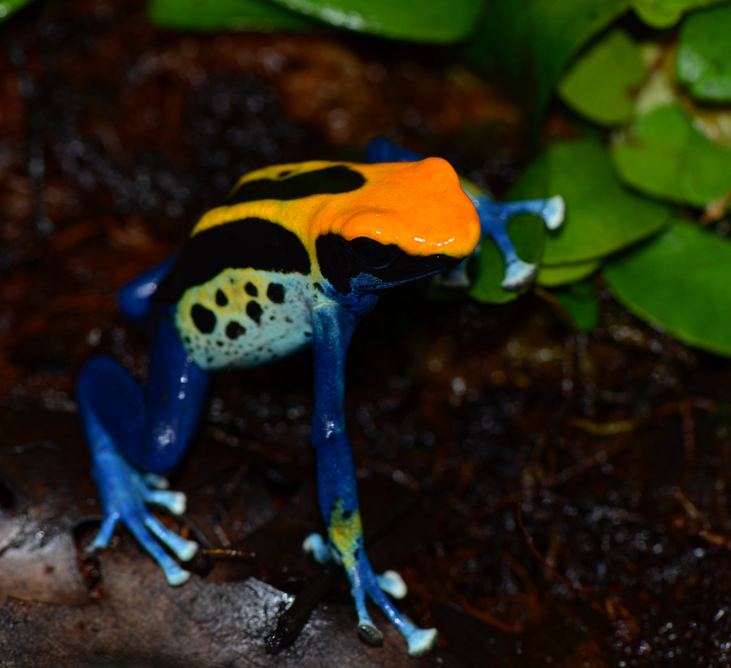 Dendrobates tinctorius "Brazilian Yellowhead"