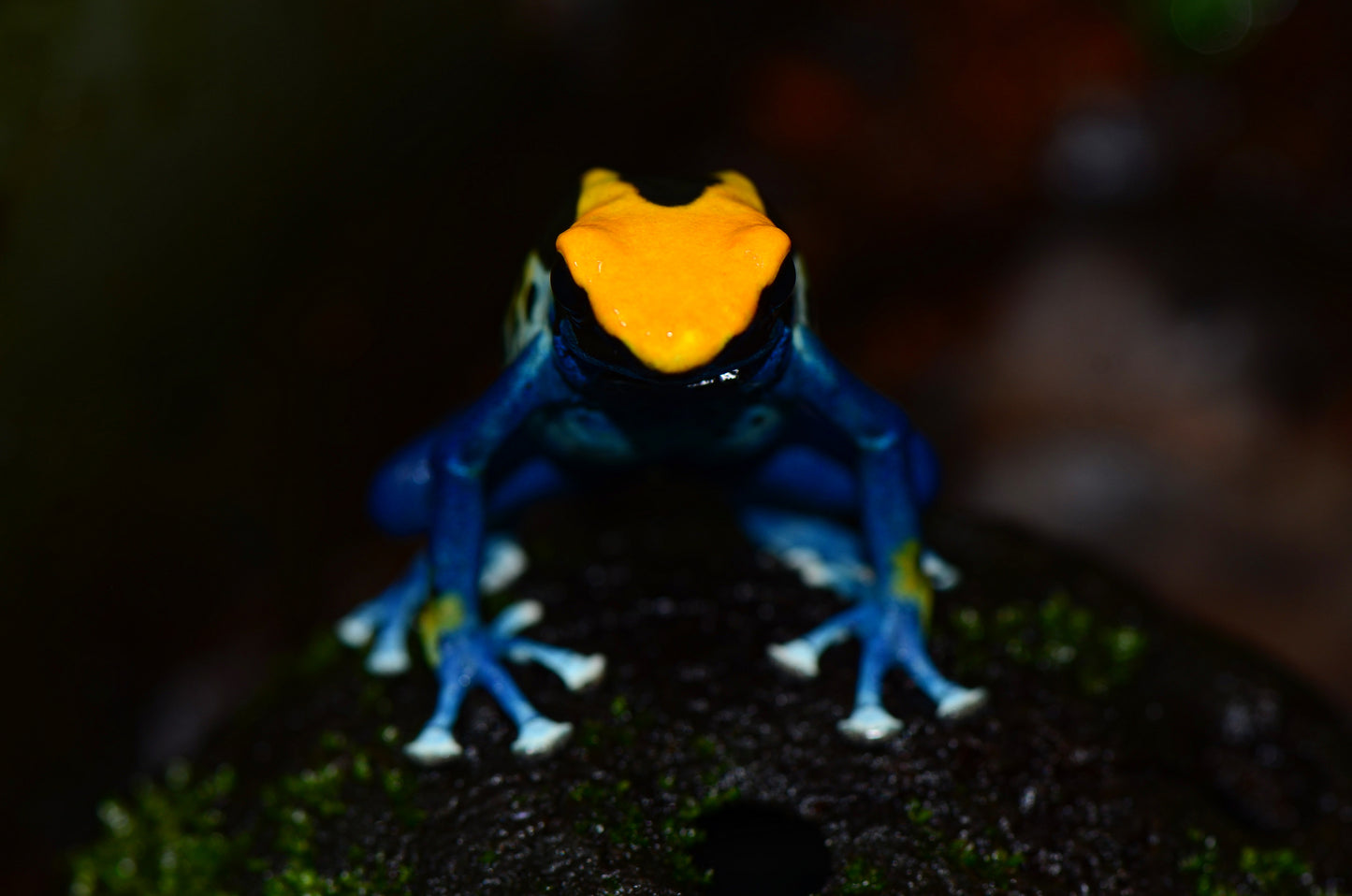 Dendrobates tinctorius "Brazilian Yellowhead"