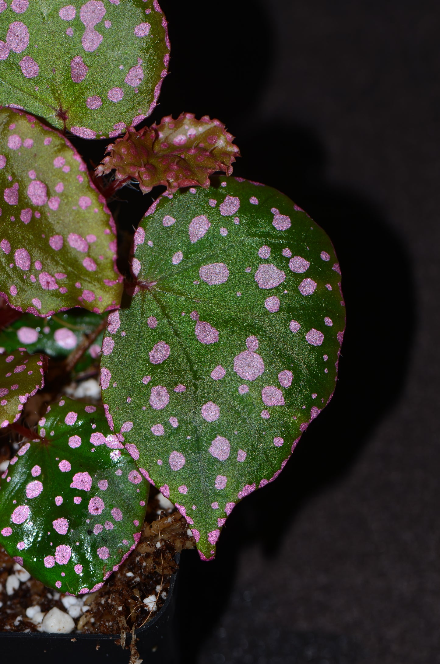 Begonia sp. Maura Wahua