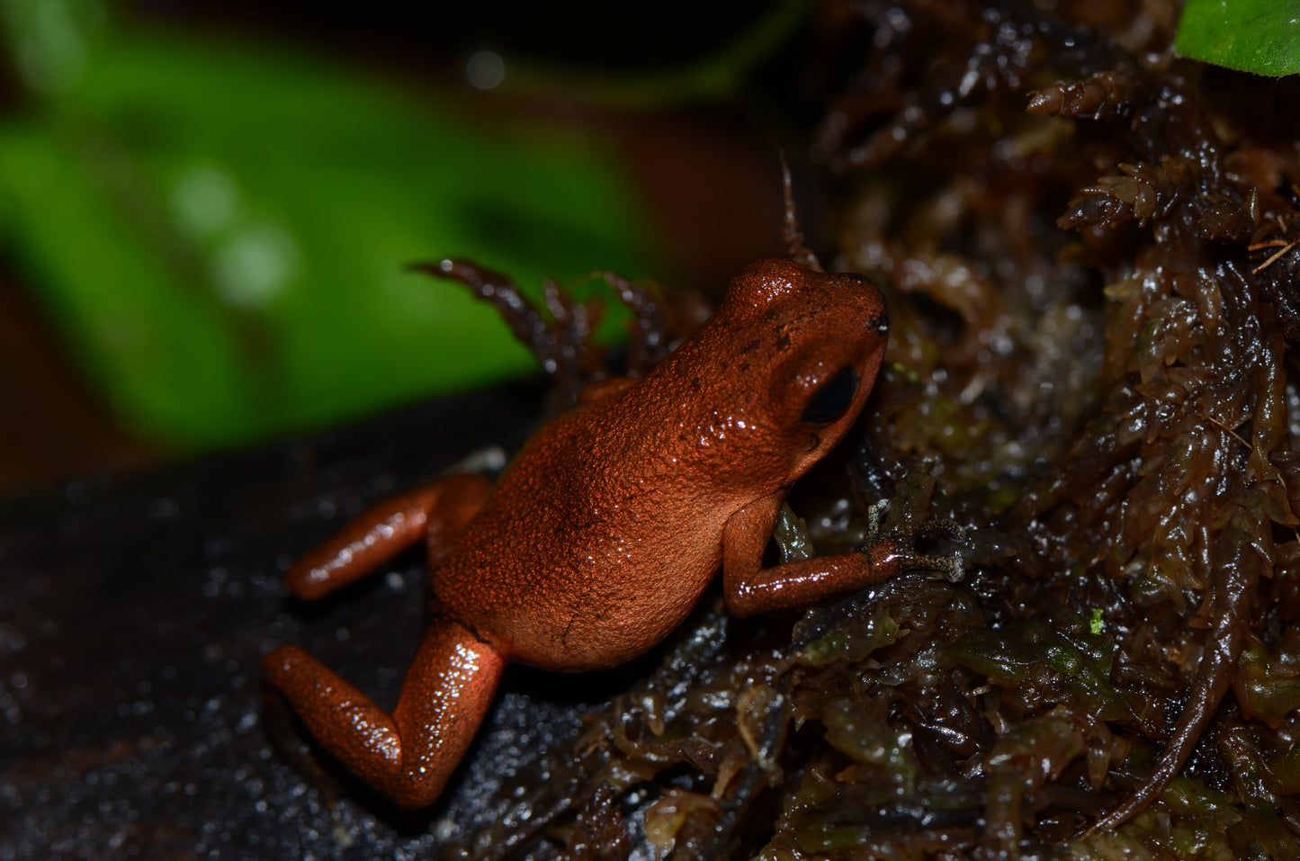 Oophaga pumilio "BriBri"