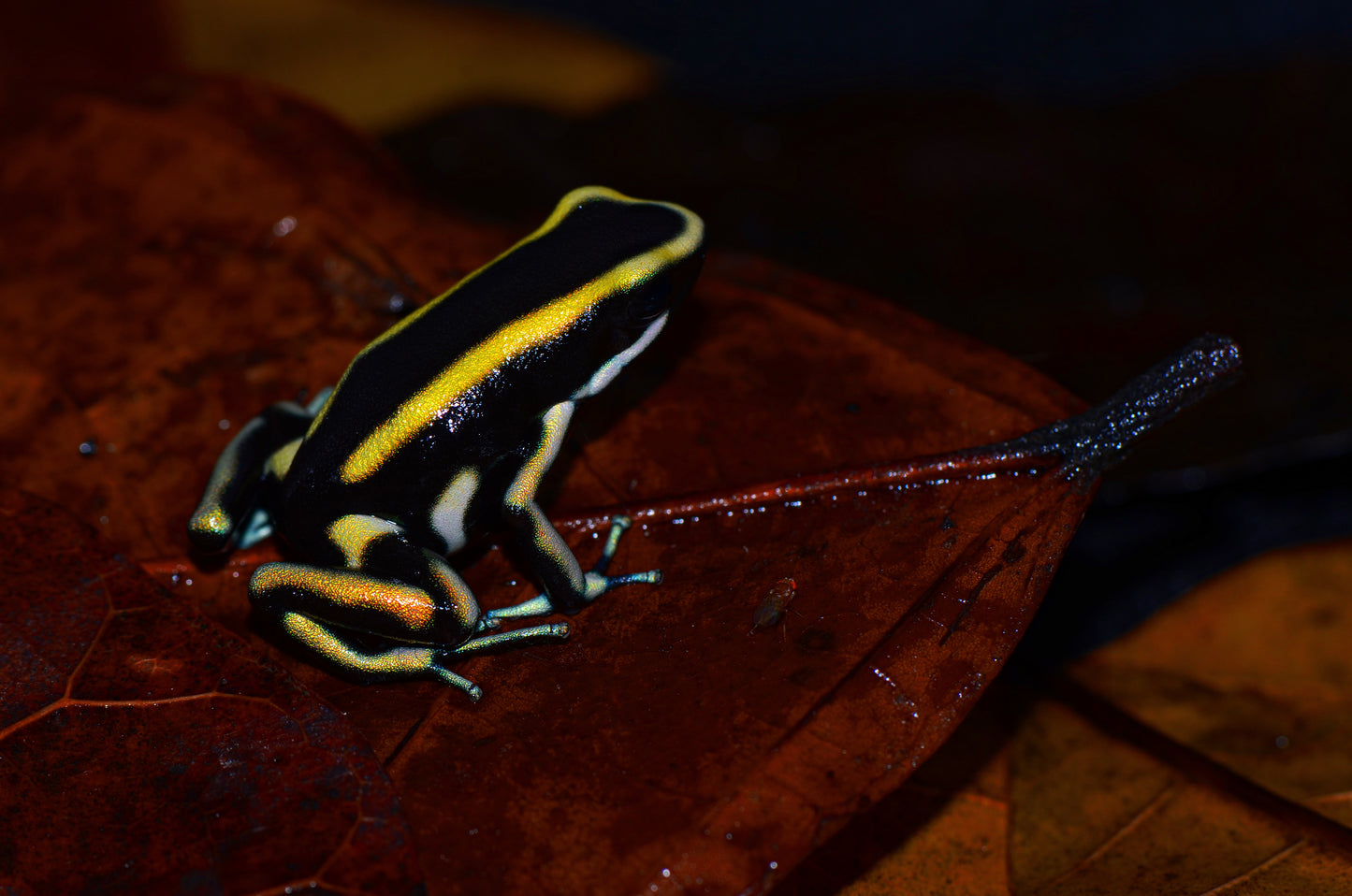 Dendrobates truncatus