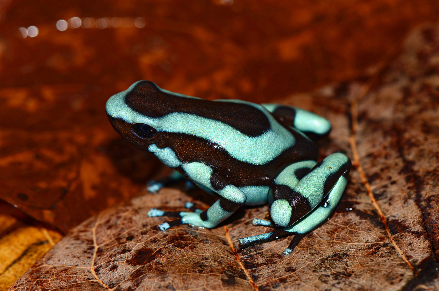 Dendrobates auratus "Colombian Blue/Turquoise"