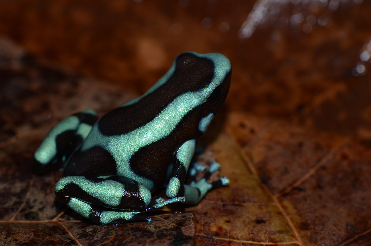 Dendrobates auratus "Colombian Blue/Turquoise"