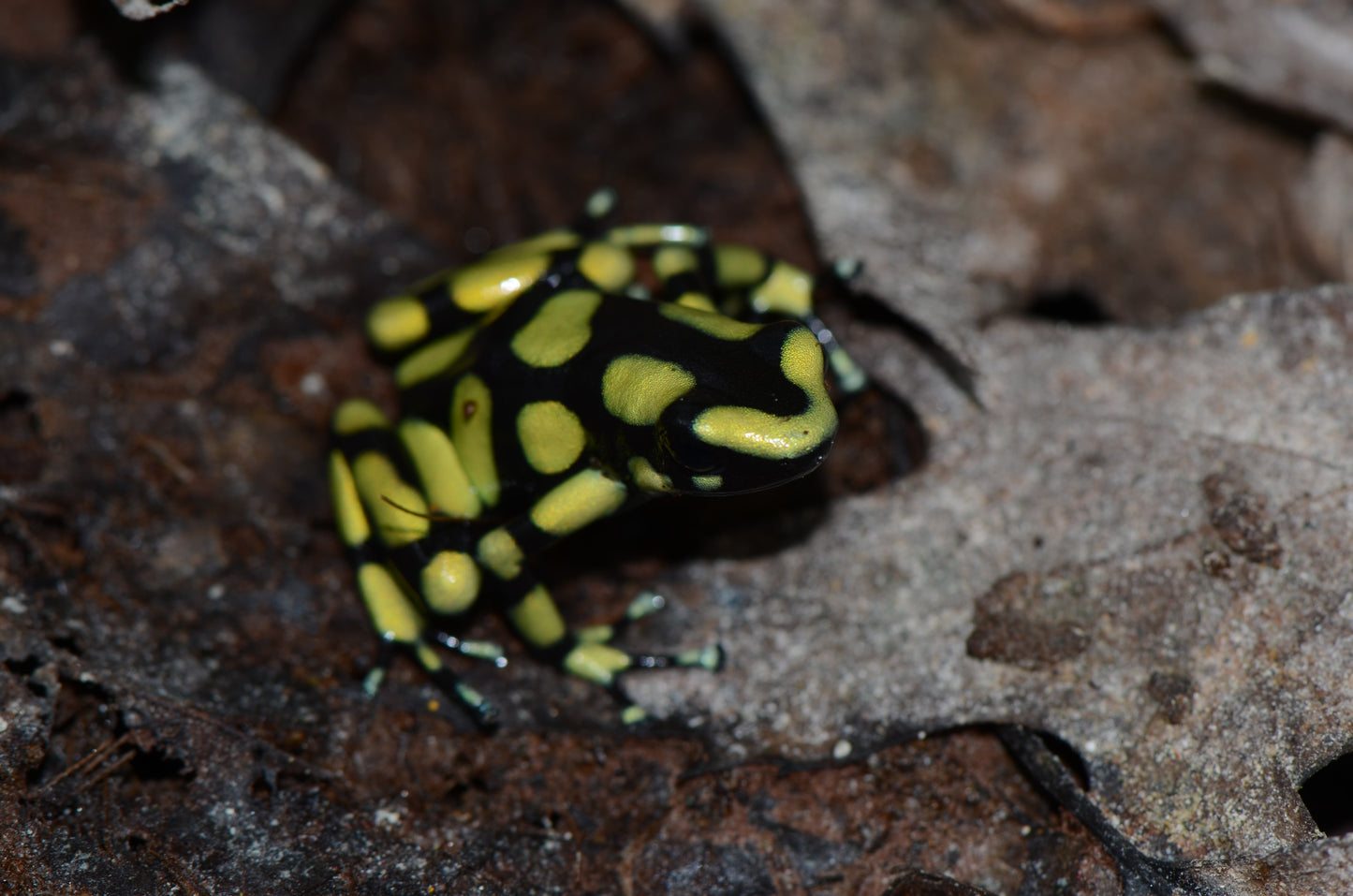 Dendrobates auratus "Colombian Yellow"