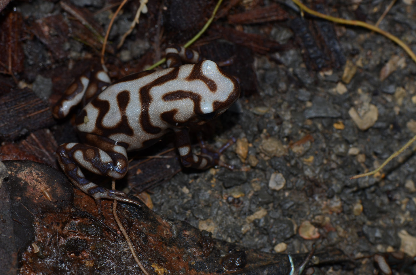 Dendrobates auratus "Campana"