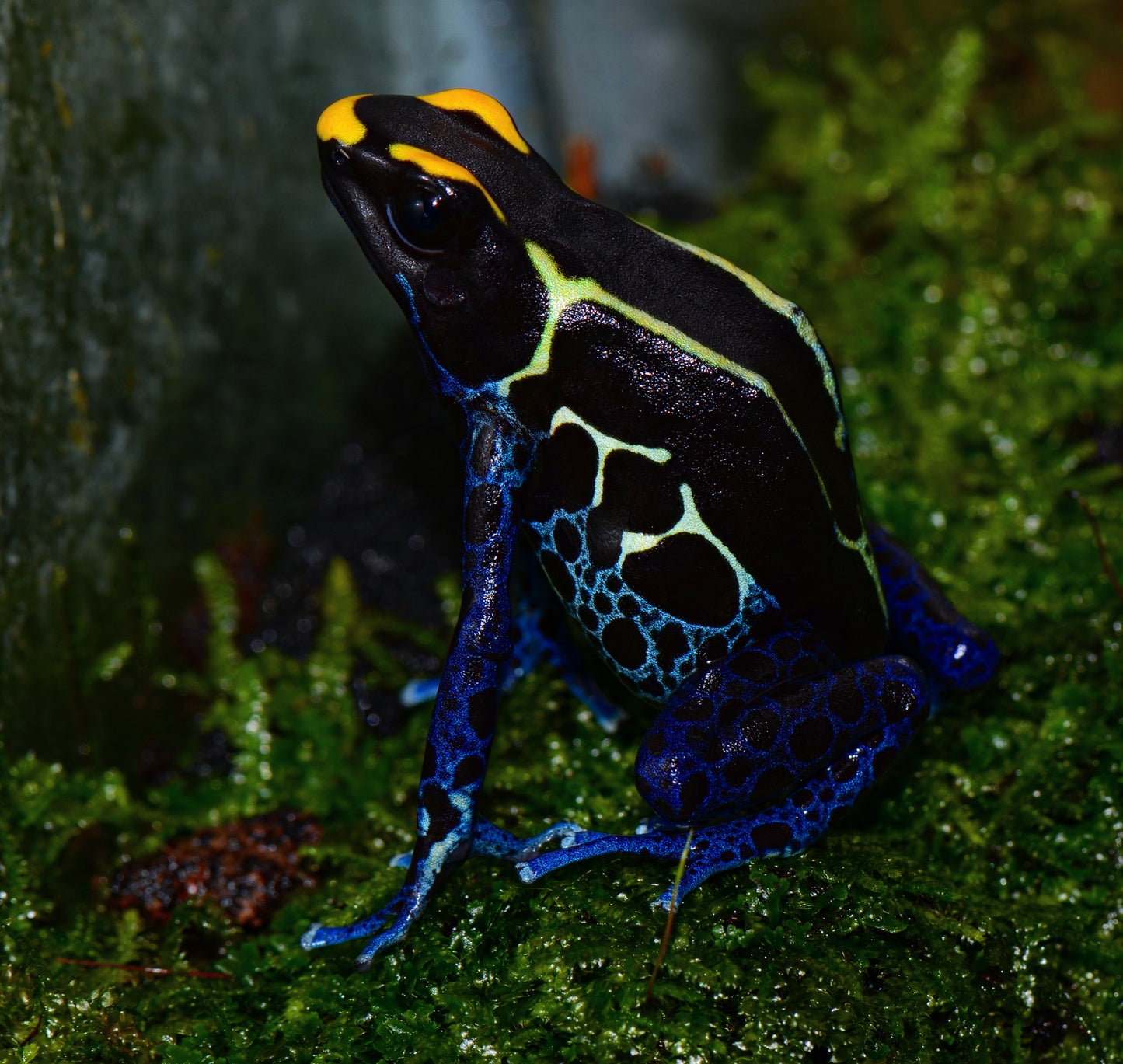 Dendrobates tinctorius "Cobalt"