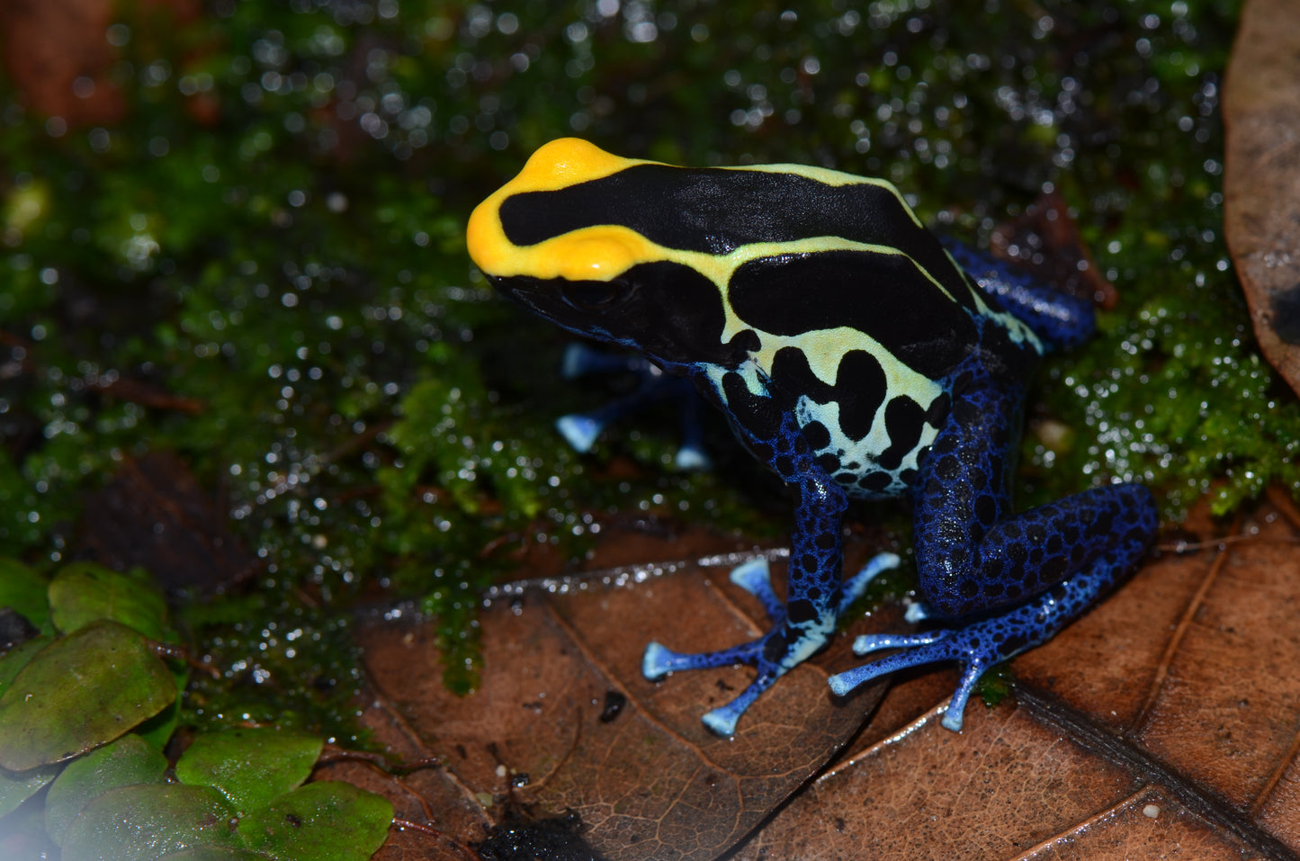 Dendrobates tinctorius "Cobalt"