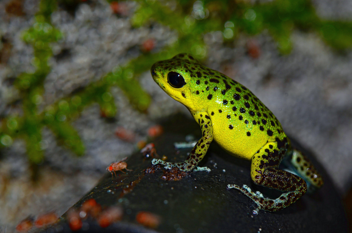 Oophaga pumilio