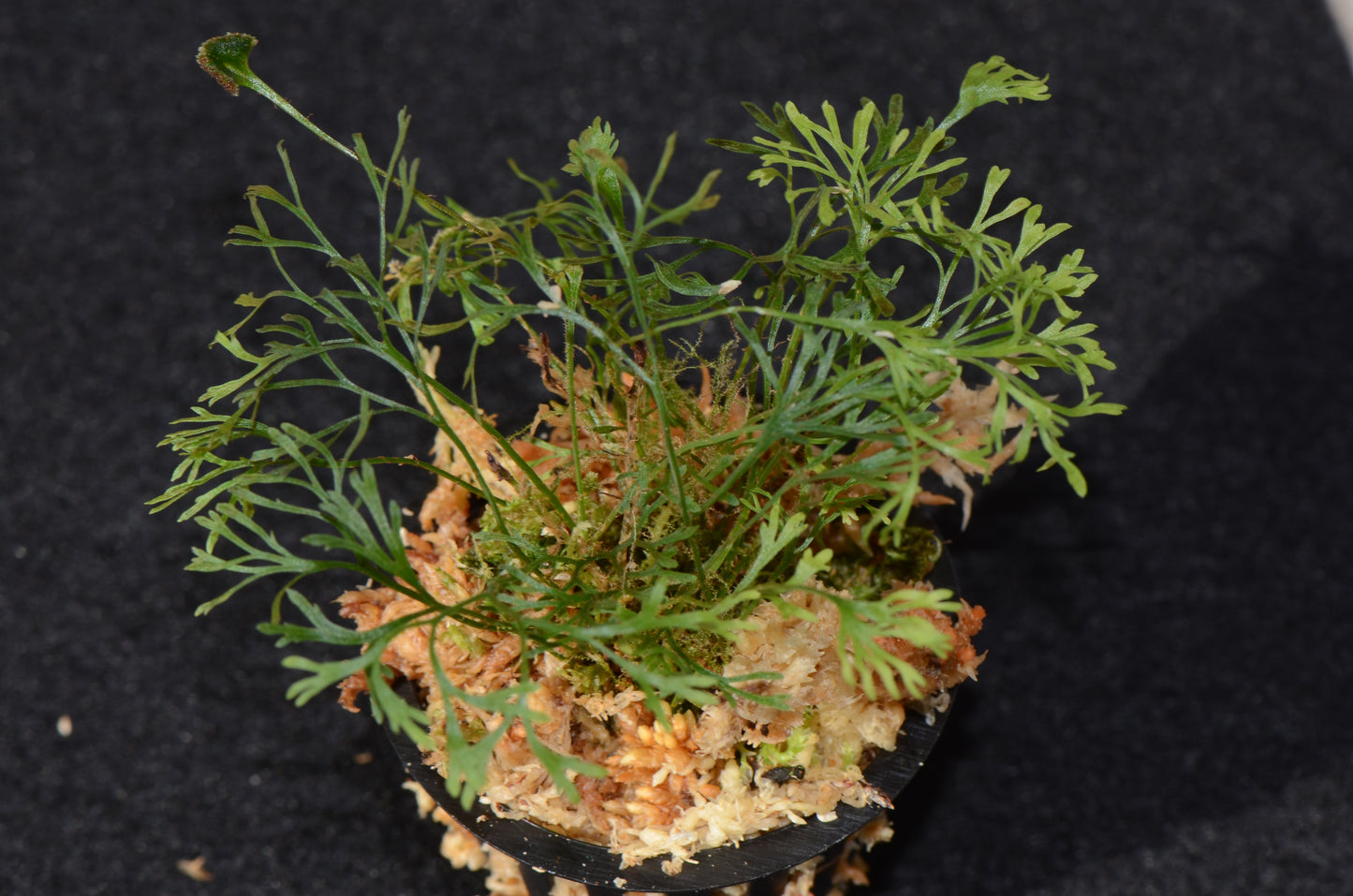 Elaphoglossum peltatum "Type 2"