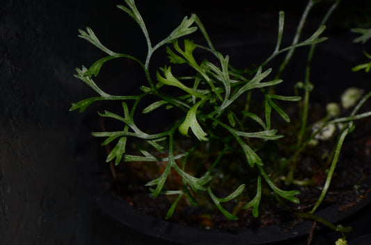Elaphoglossum peltatum "Type 2"
