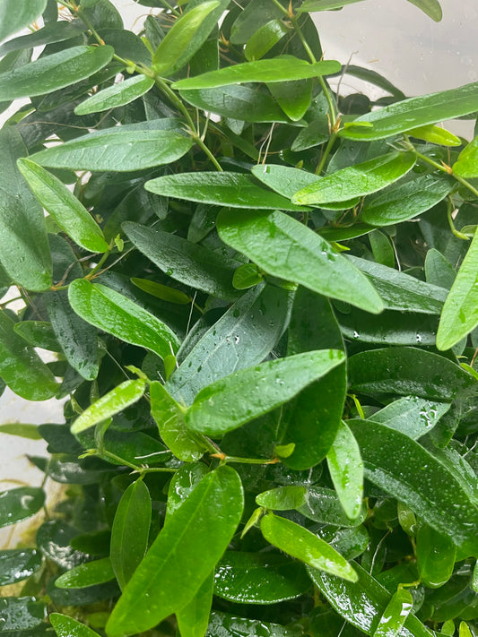Ficus sp. Panama