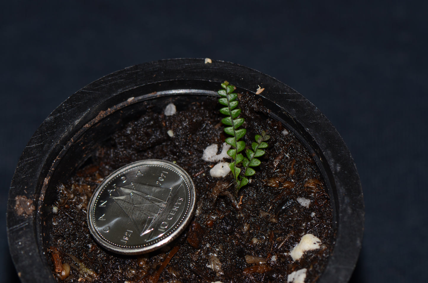 Ascogrammitis sp "Micro"