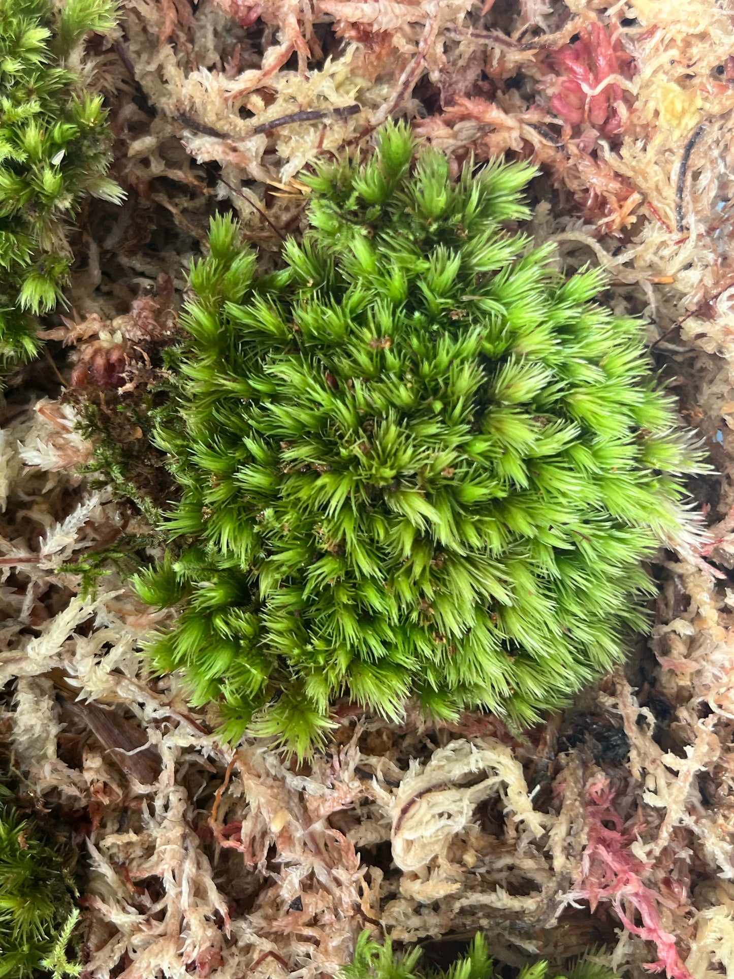 Tropical Cushion Moss