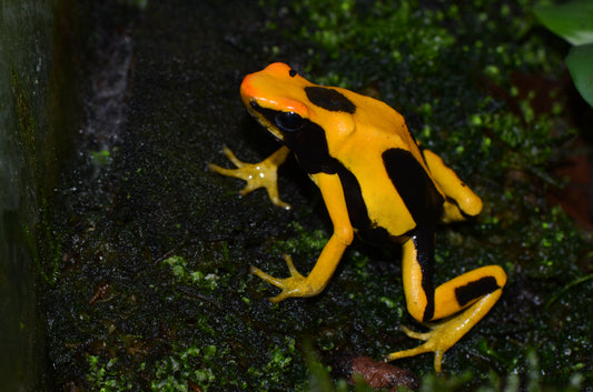 Dendrobates tinctorius "Matecho"