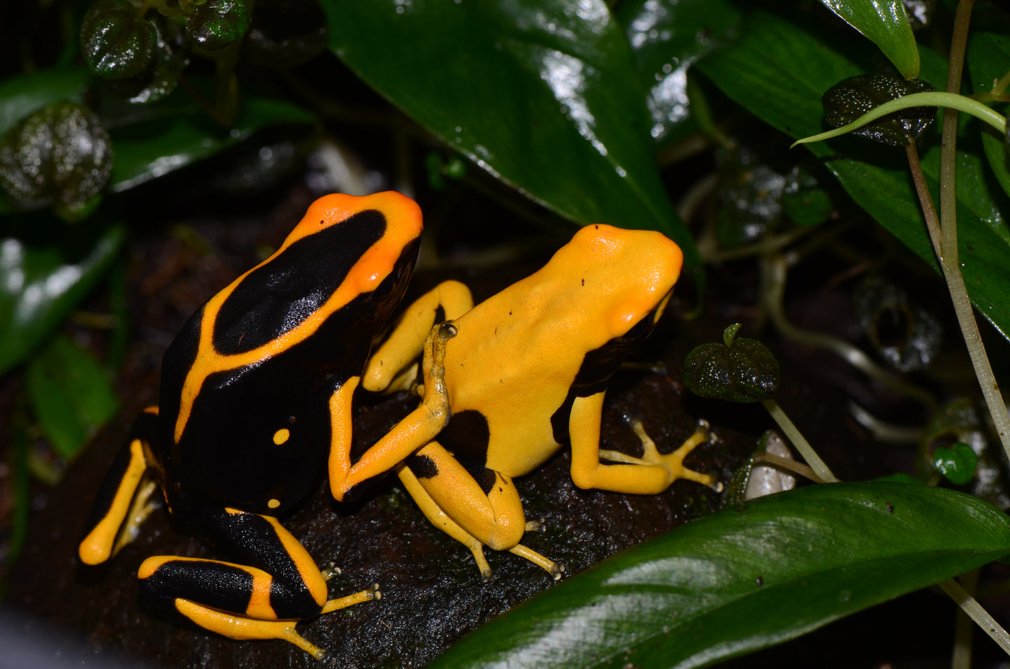 Dendrobates tinctorius "Matecho"