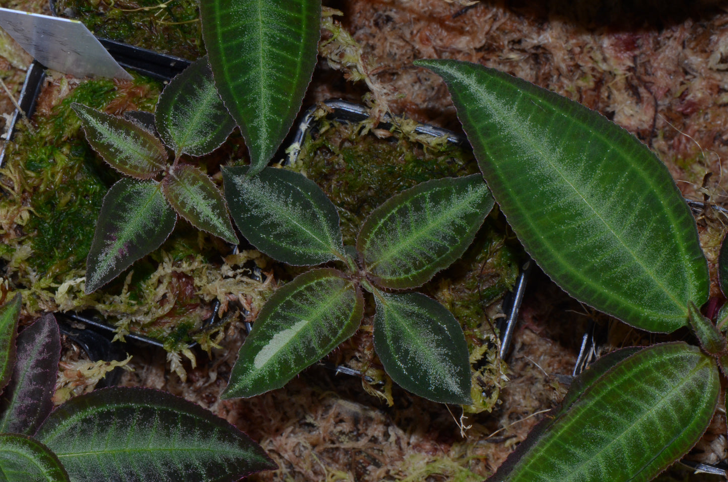 Melastome NOID Iquitos