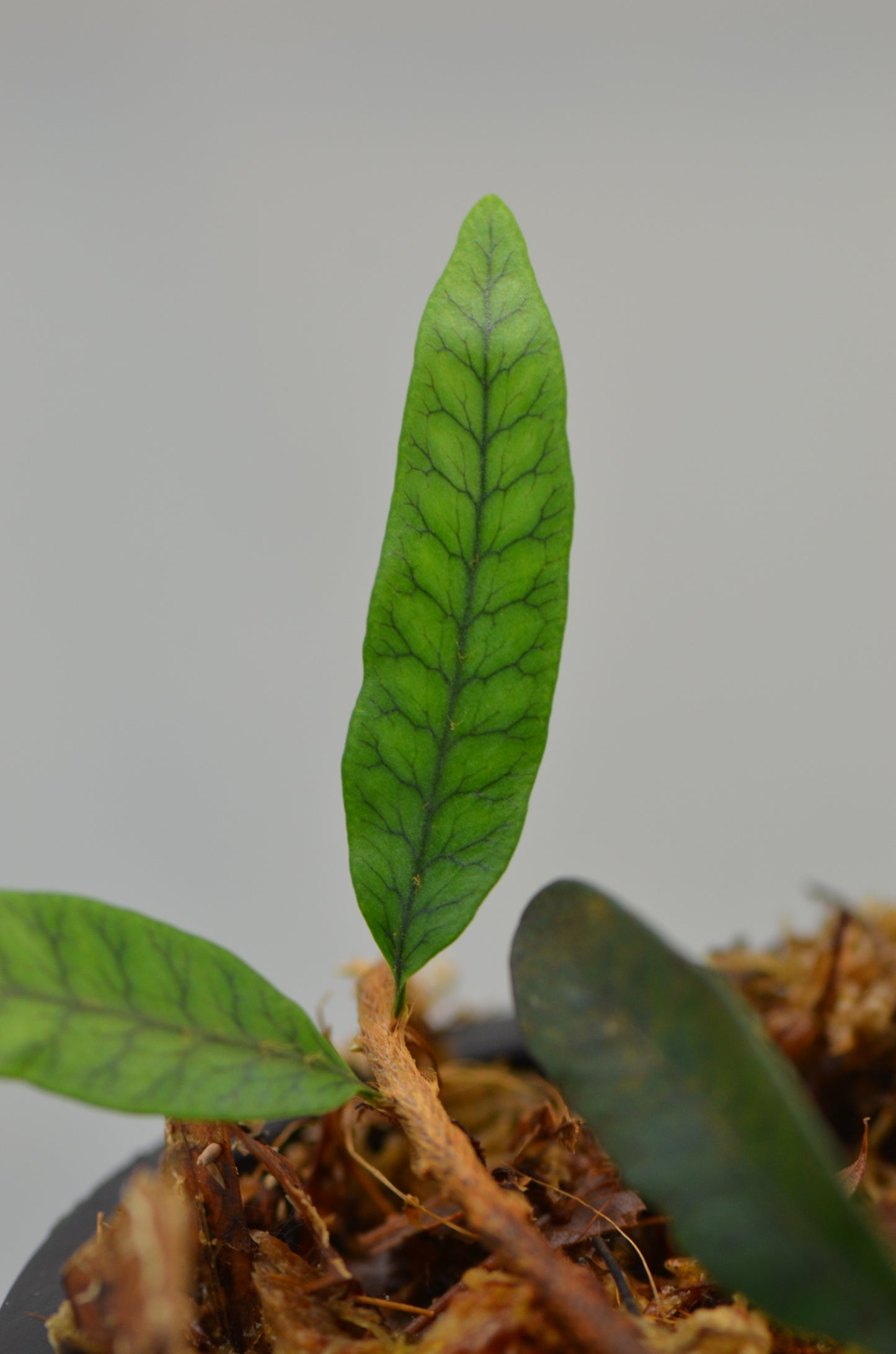 Microgramma sp.  "White Sands"