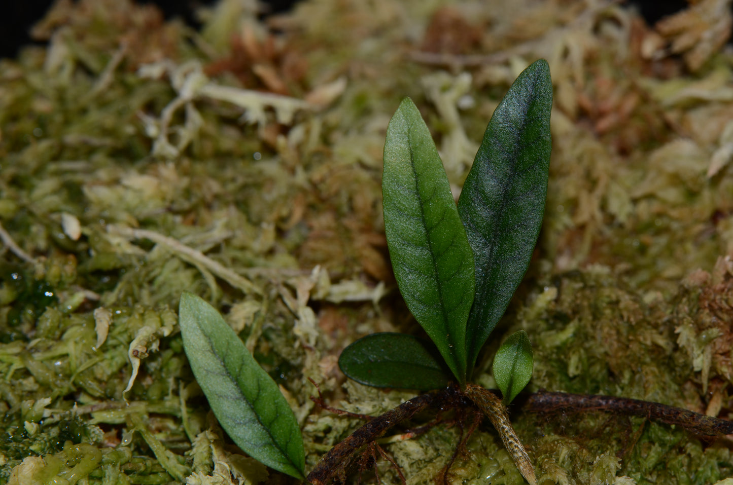 Microgramma sp.  "White Sands"