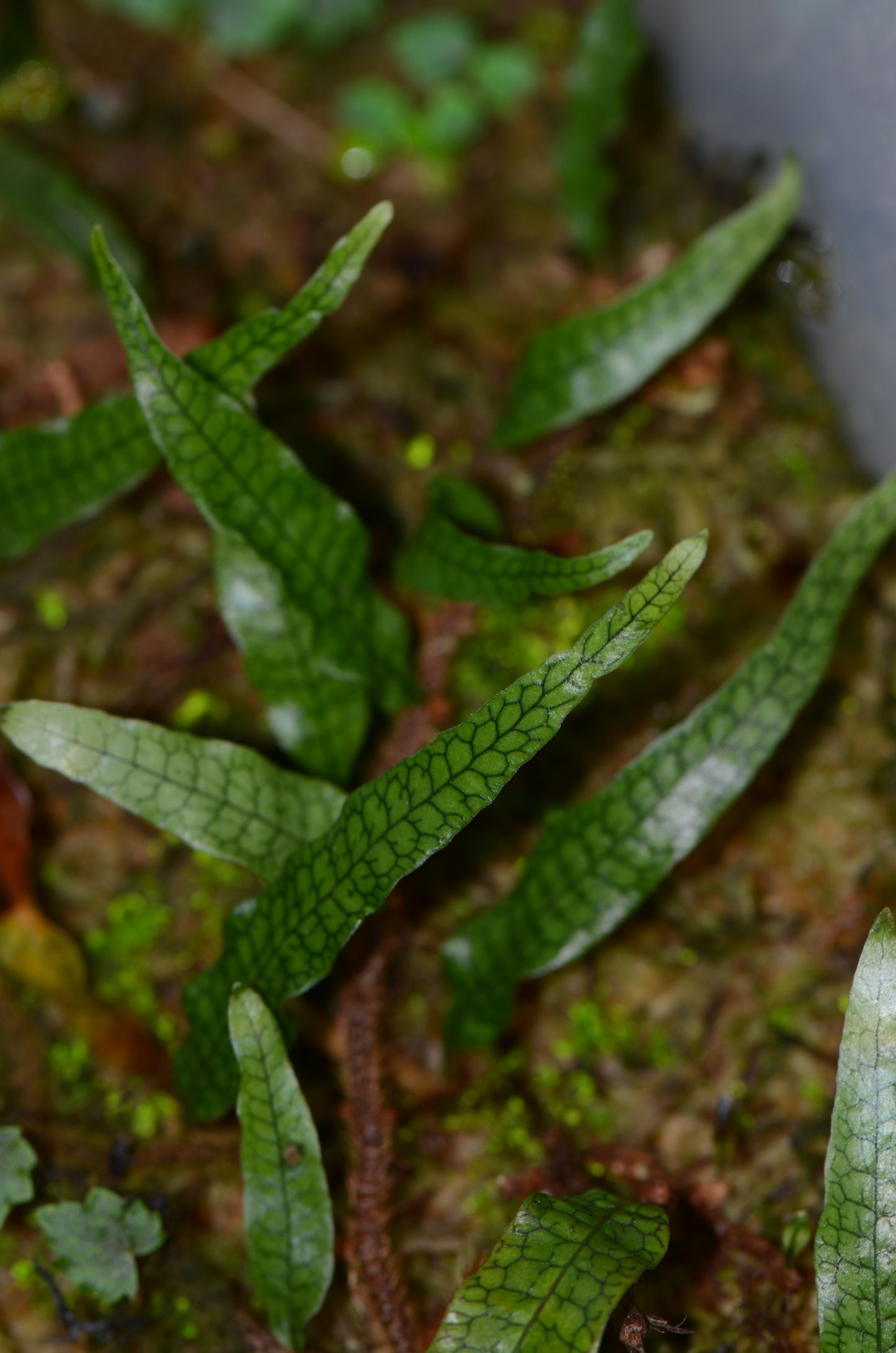 Microgramma aff lycopodioides "Ecuador"