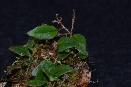 Microgramma aff. pilloselloides "Ecuador"