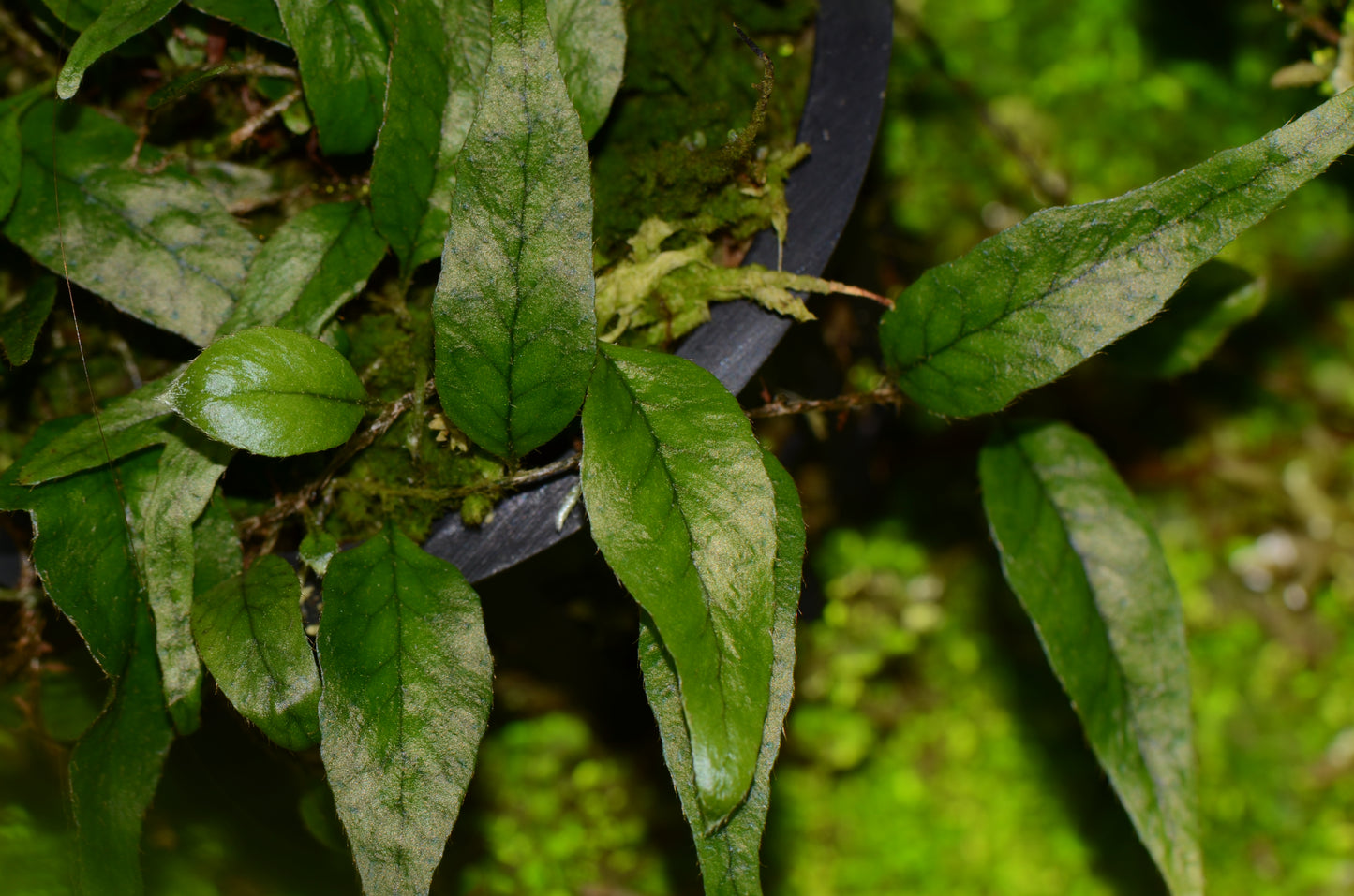 Microgramma aff. reptans "Peru"