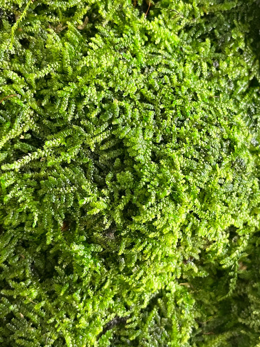 Tropical Carpet Moss