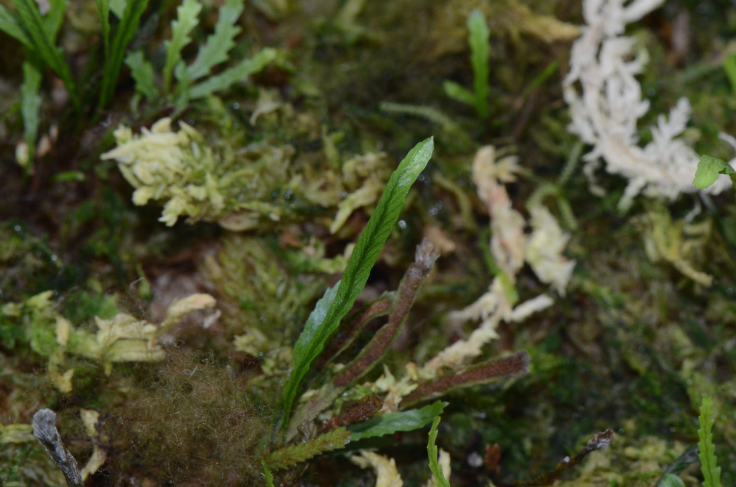 Cochlidium Sp. NOID