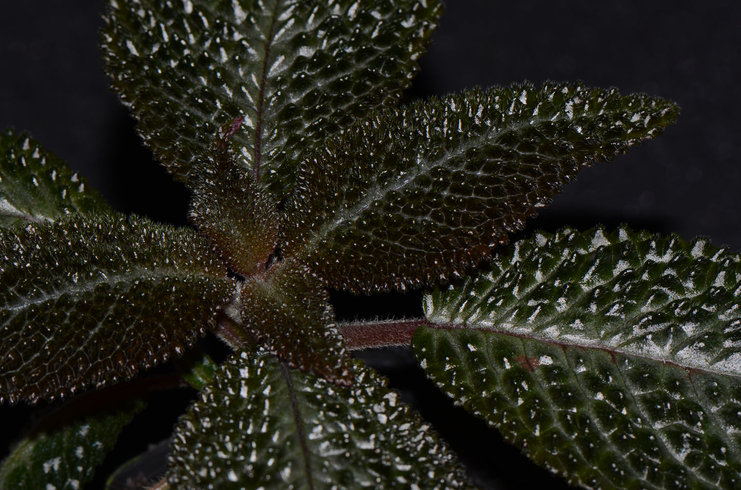 Nautilocalyx aff. ecuadoranus