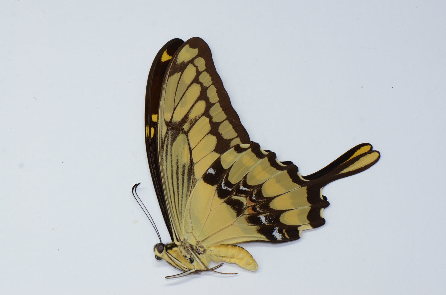 Papilio thoas