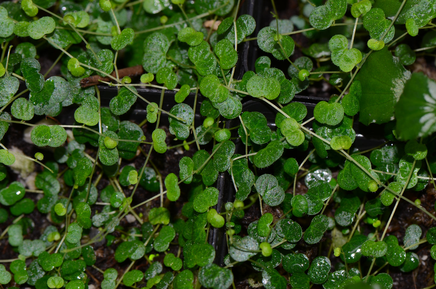 Peperomia emarginella