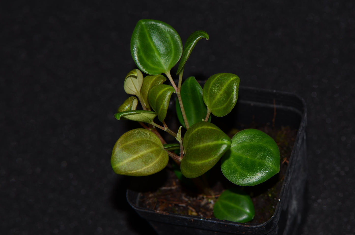 Peperomia sp. Tarapoto