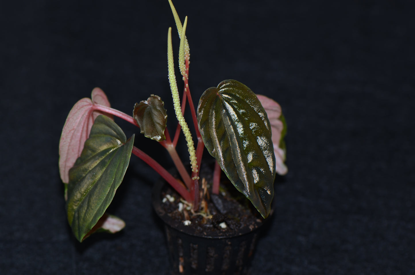 Peperomia sp. "Dark Pongo"