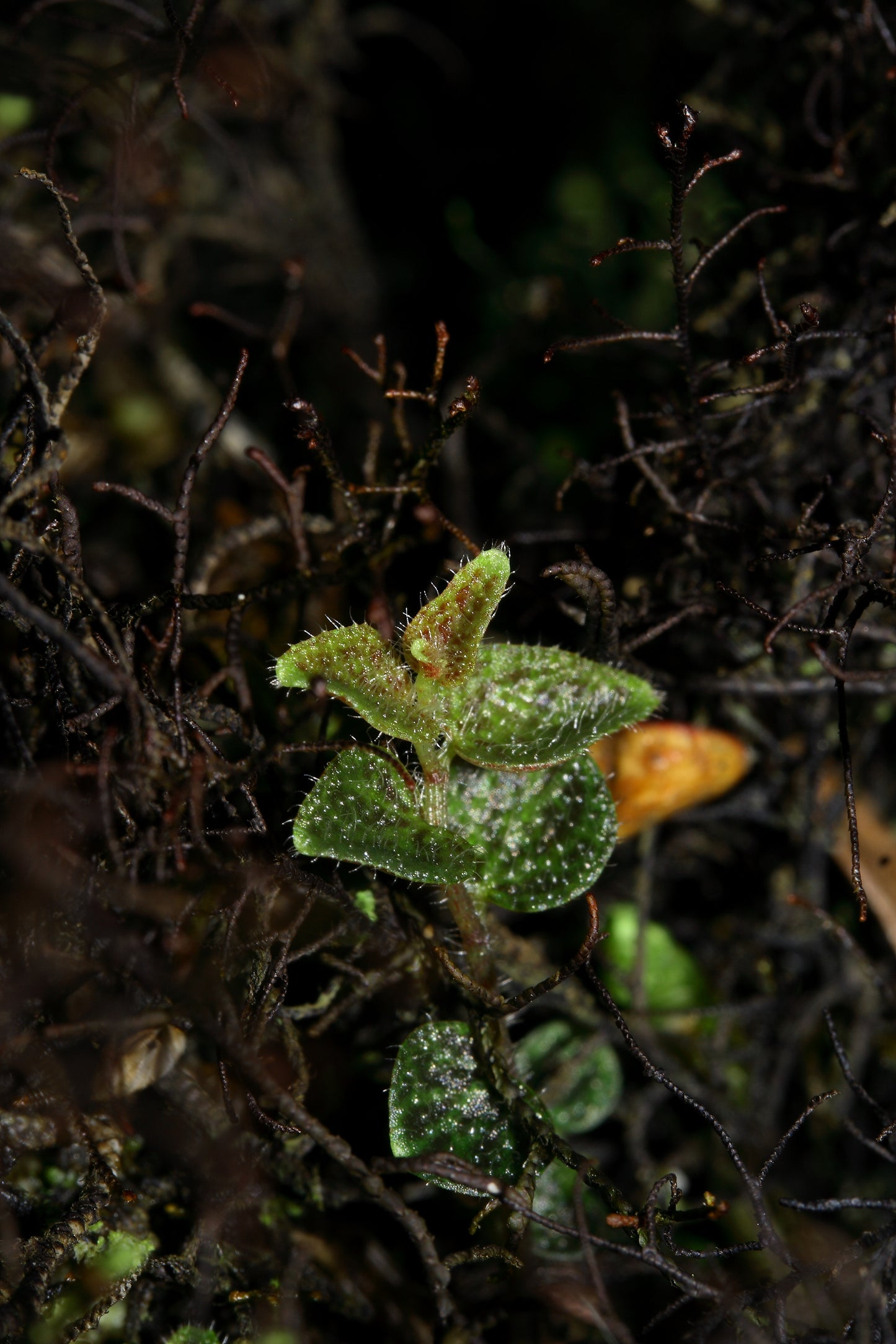 Peperomia tovariana "Northen Peru"