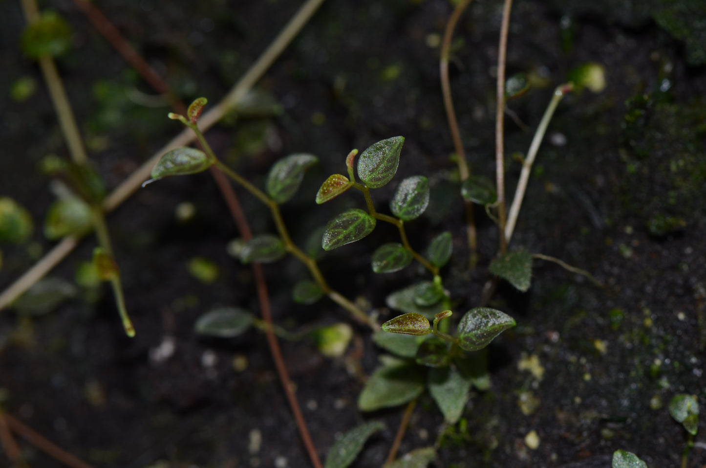 Peperomia tovariana "Northen Peru"