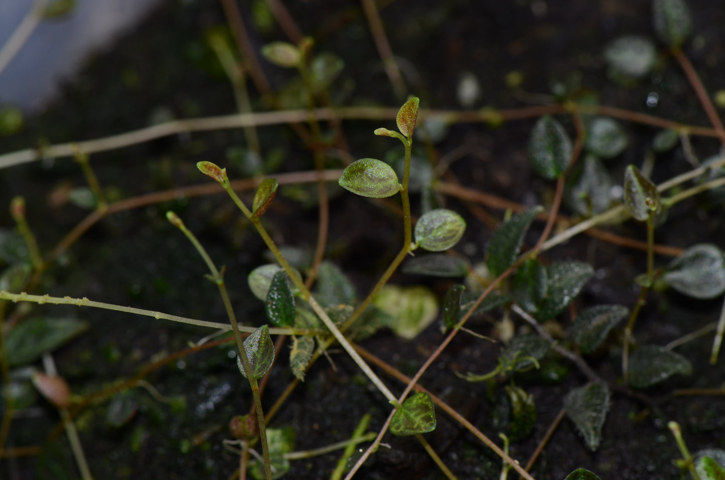 Peperomia tovariana "Northen Peru"