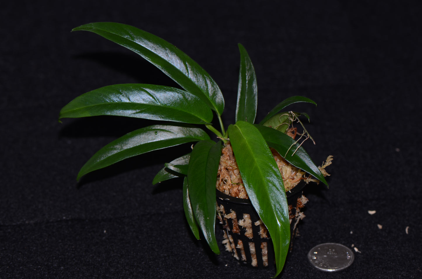 Philodendron chinchamayense