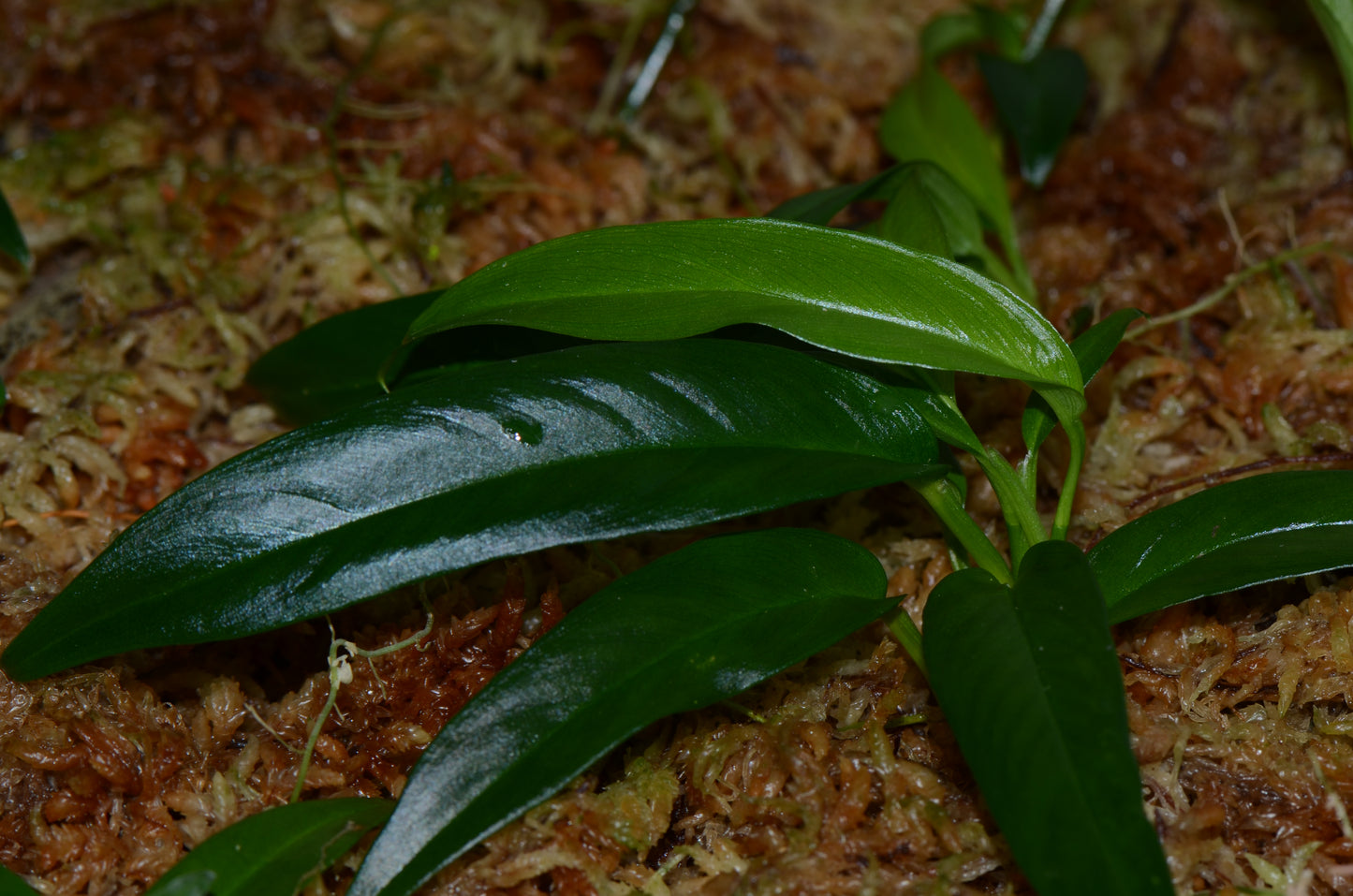 Philodendron chinchamayense