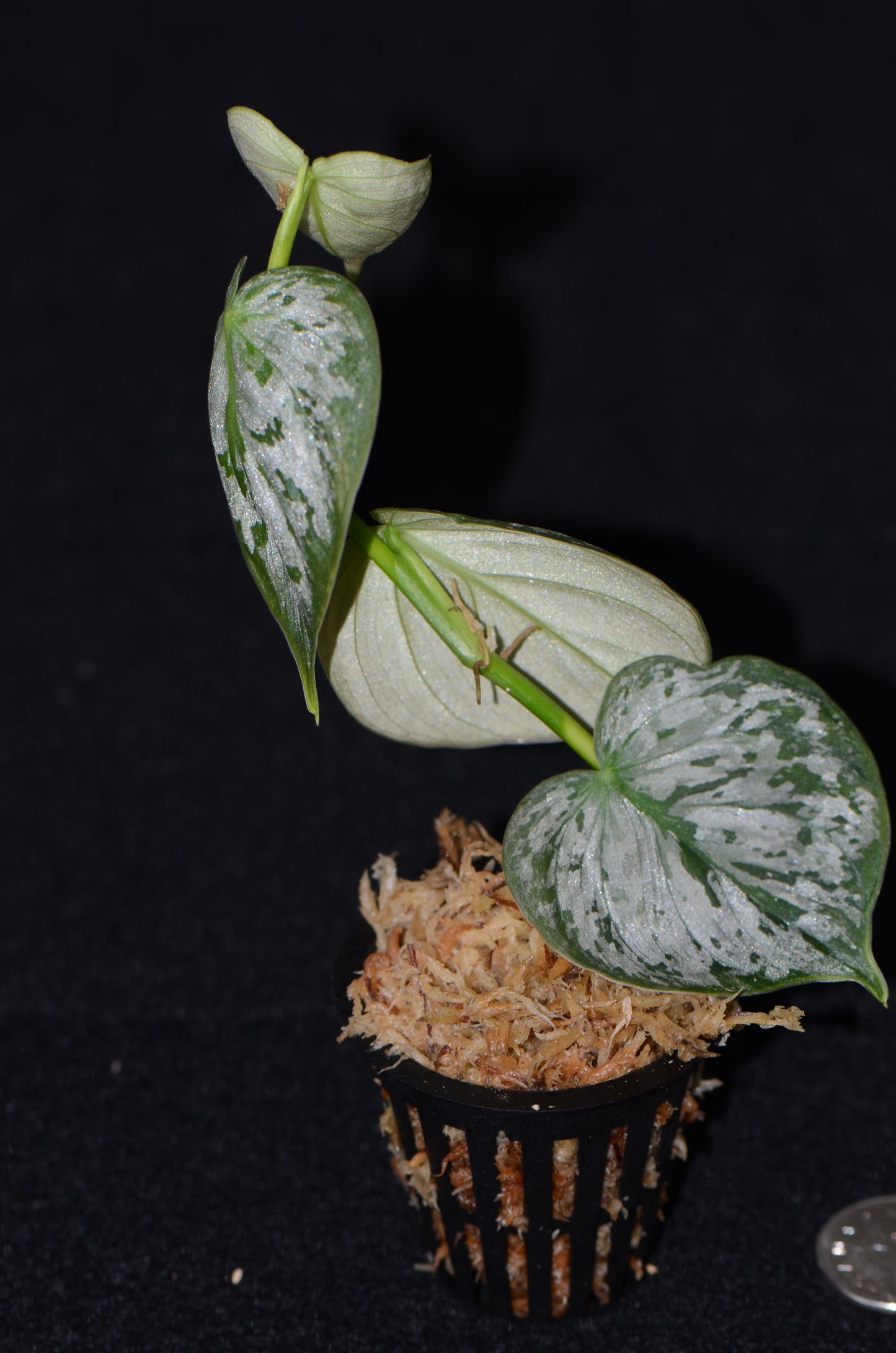 Philodendron sp.  Mottled Fitzcarraldo