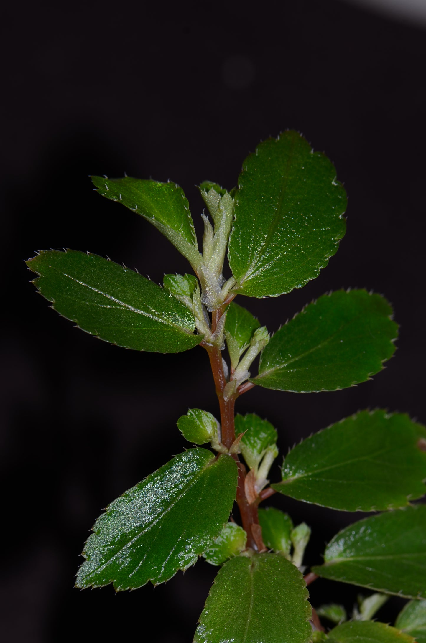 Pilea sp. Mindo