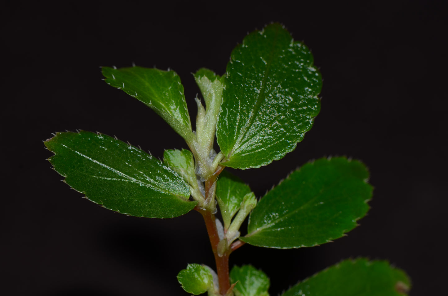 Pilea sp. Mindo