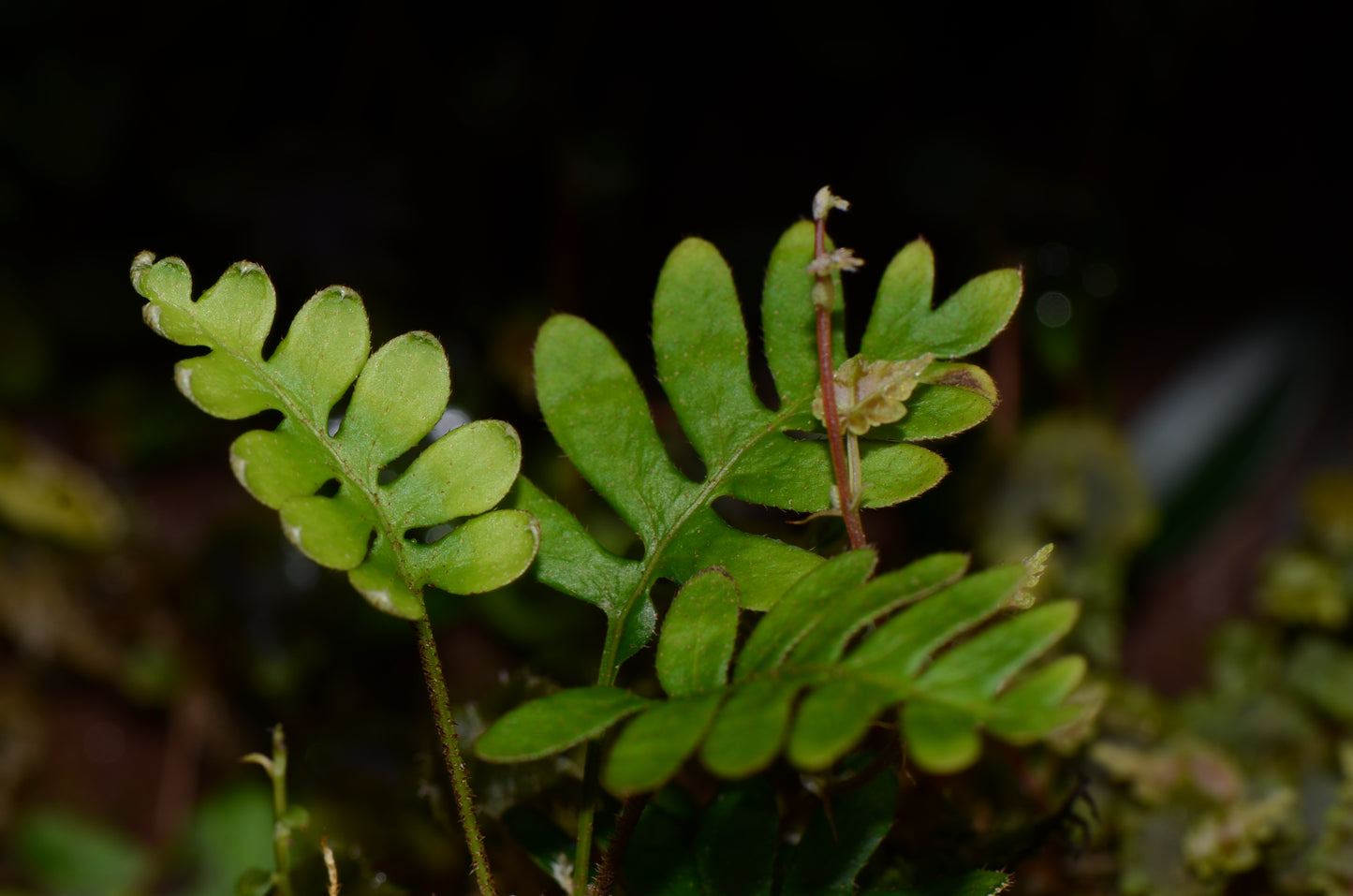 Polypodium sp. Iquitos