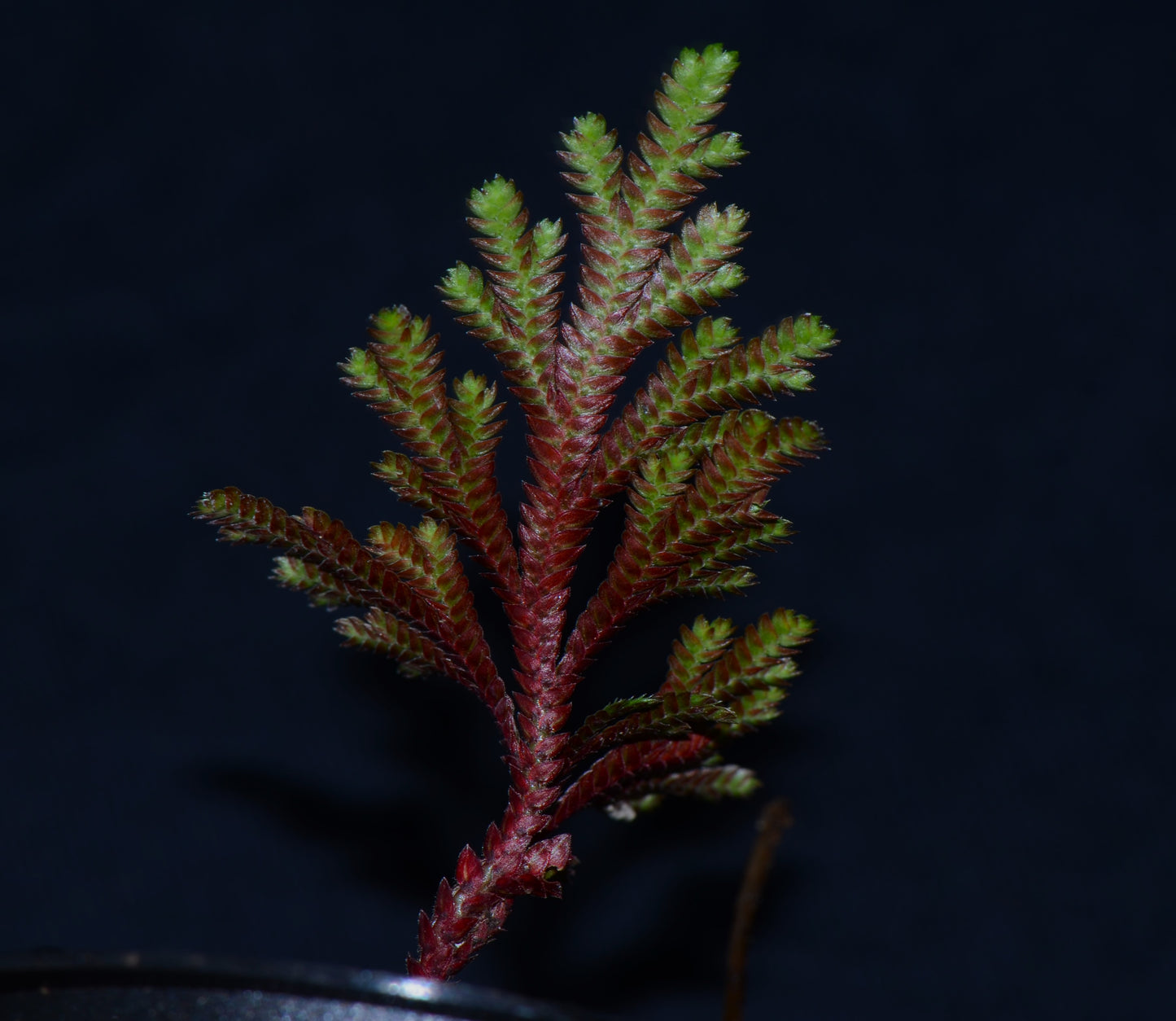 Selaginella aff. erythropus "Peru"