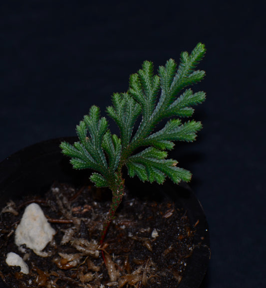 Selaginella aff. erythropus "Peru"