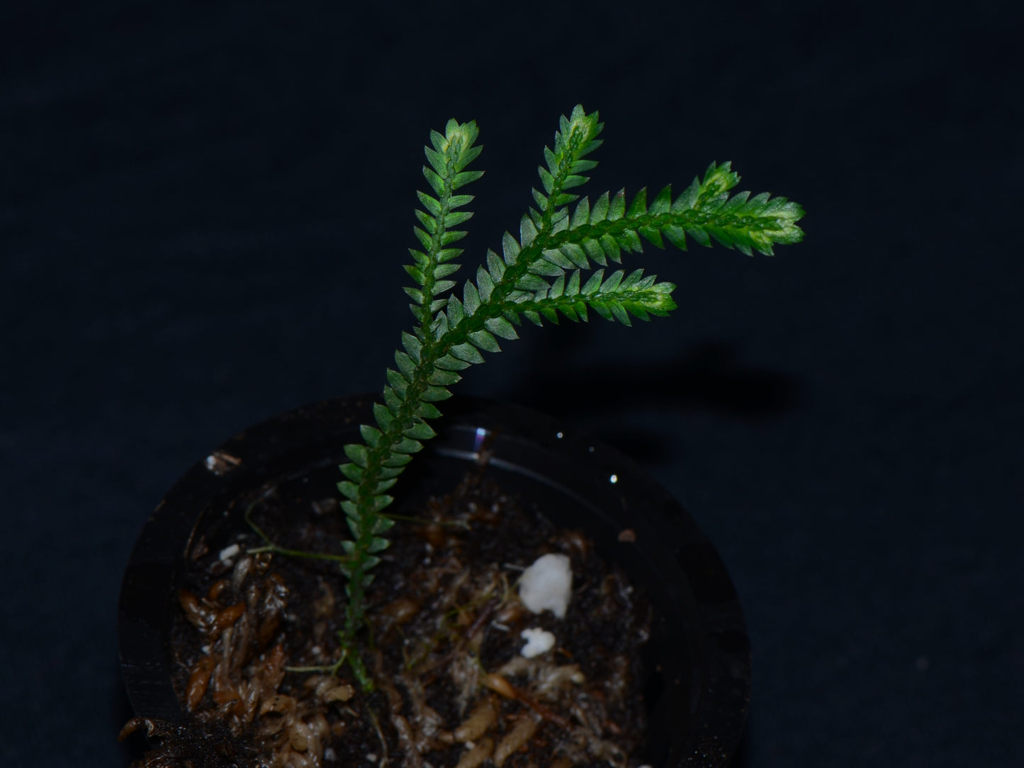 Selaginella sp. Moyobamba